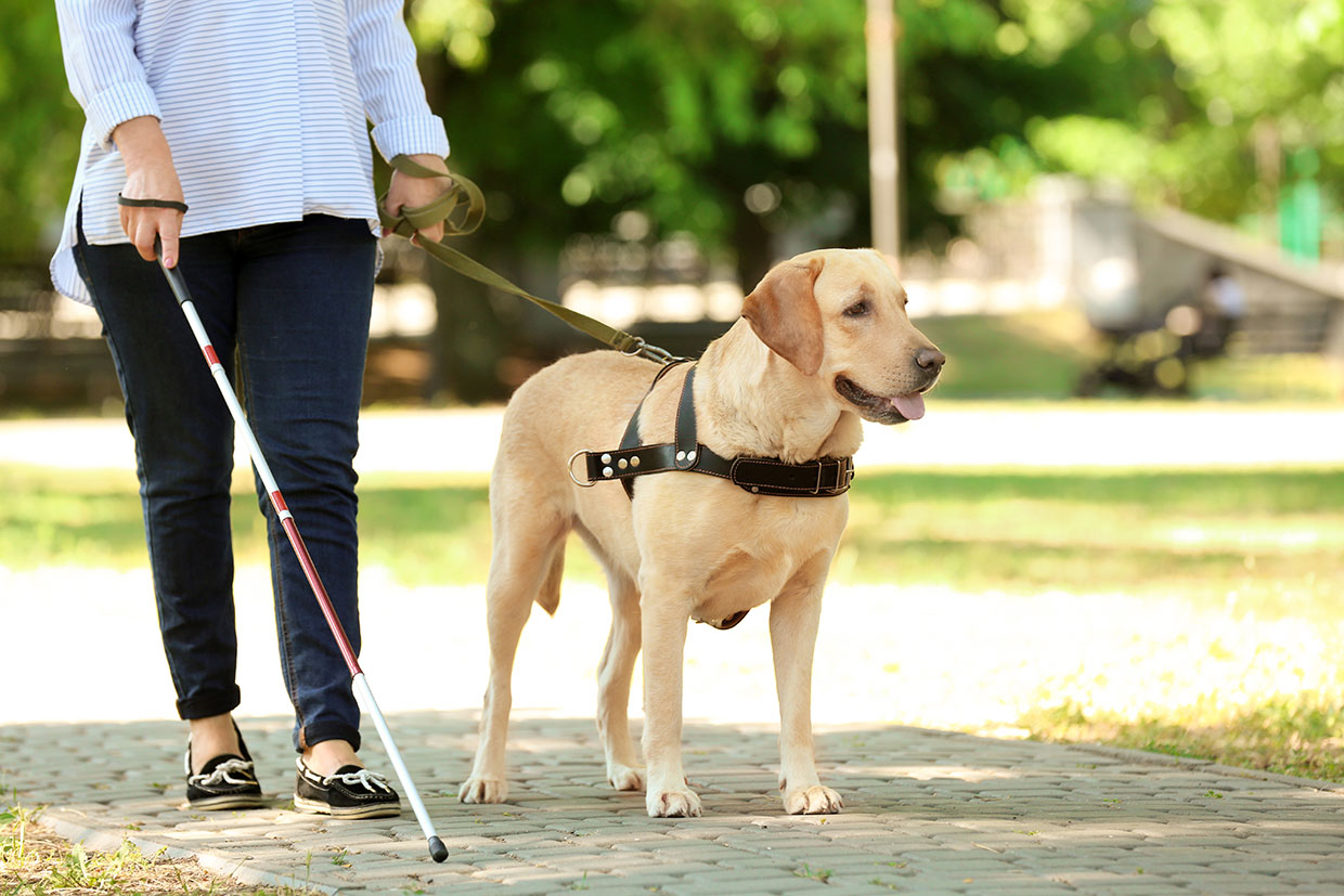 Eine sehbehinderte Frau läuft in einem Park mit einem Blindenstock und wird von einem Blindenführhund geführt.